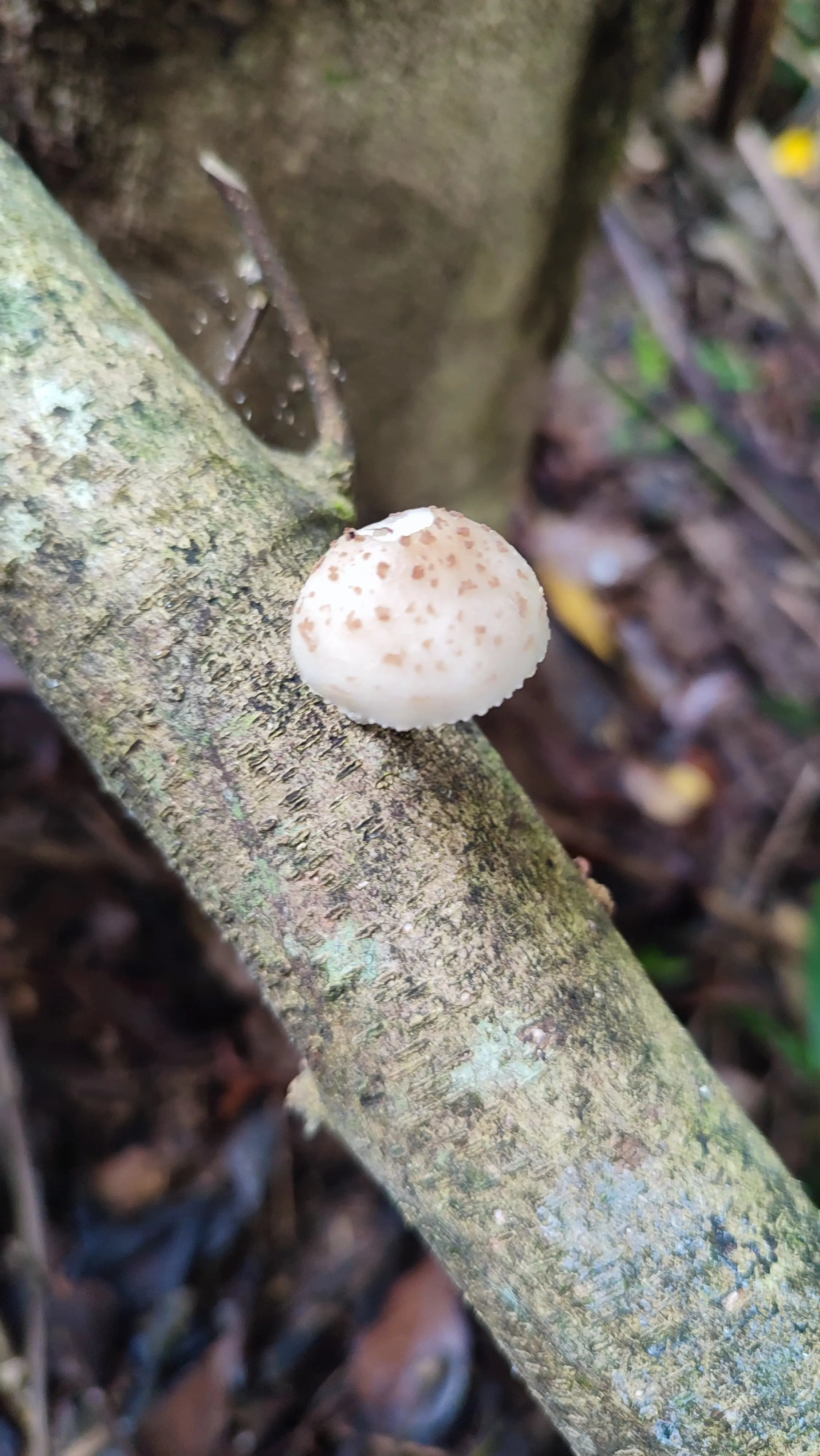 Oudemansiella canarii